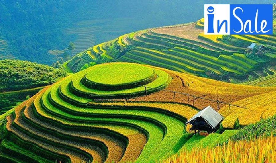Lúa gạo là nguồn lương thực chính của người Việt Nam