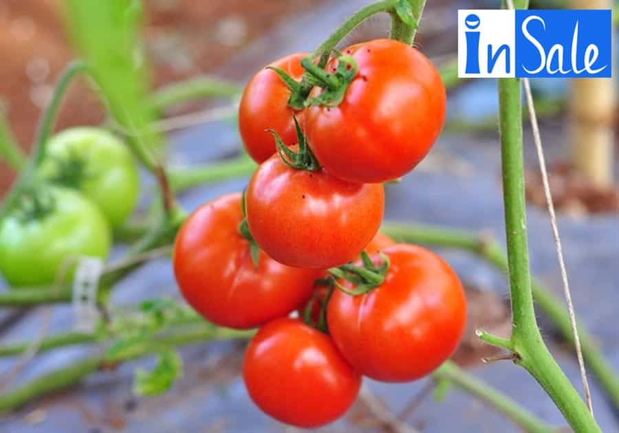 Rau hữu cơ như cà chua beef lớn được trồng nhiều ở Đà Lạt