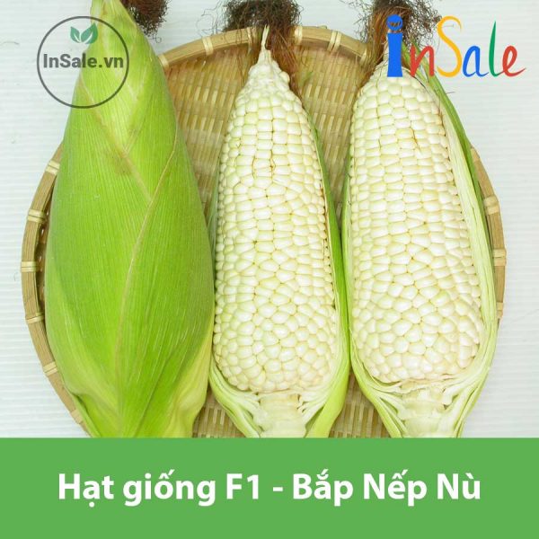Hat giong F1 bap nep nu