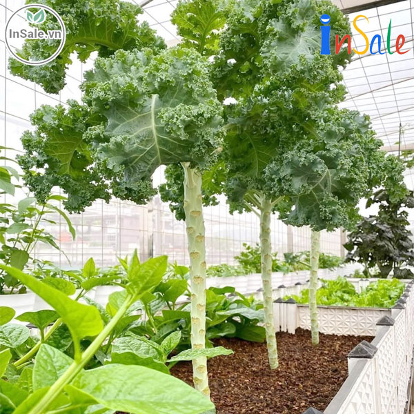 Trọn bộ trồng và chăm sóc hạt giống cải xoăn Kale khổng lồ  Shop hạt giống  hoa đẹp dễ trồng