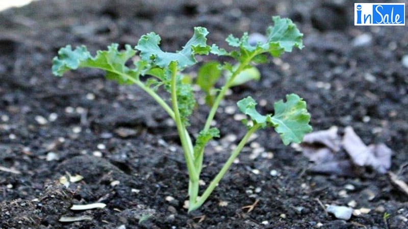 Kỹ thuật trồng cây cái Xoăn Kale 