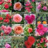 Combo Vườn hồng ngoại 15 loại