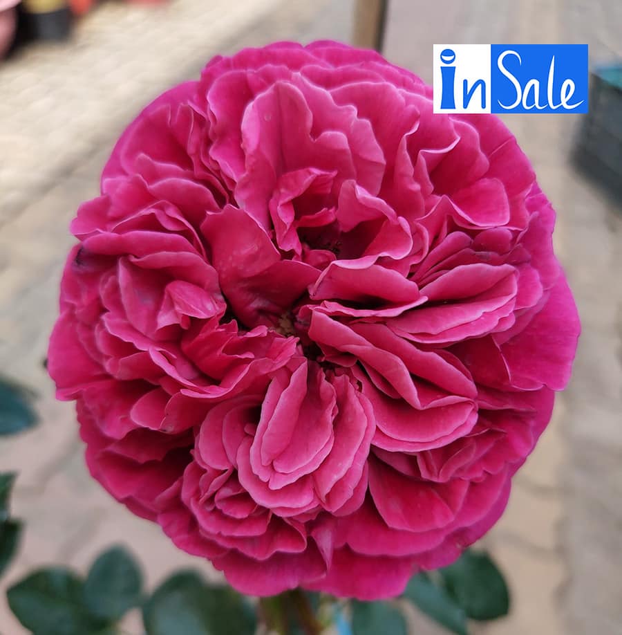 Hoa hồng Yves cantina rose