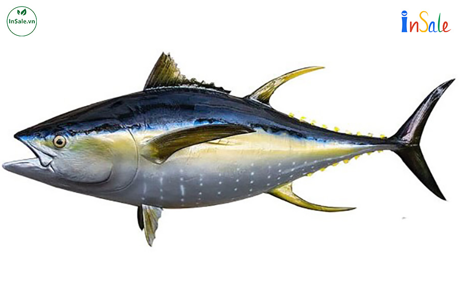 Cá ngừ đại dương Phú Yên
