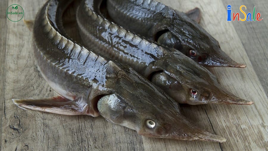 Cá tầm là loại cá thượng hạng có giá trị dinh dưỡng cao