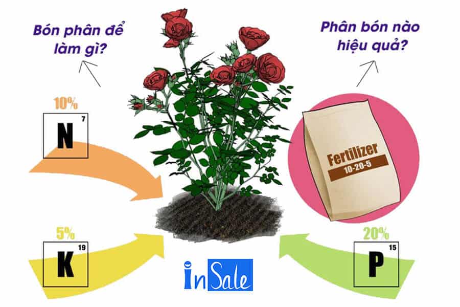 Cách bón phân cho hoa hồng cổ Sapa