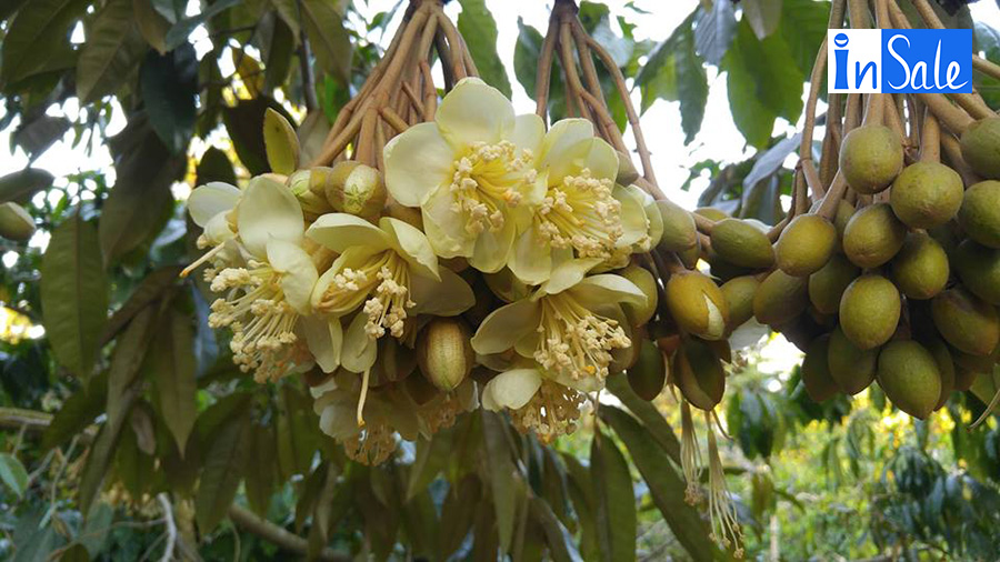 Bón phân cho sầu riêng khi ra hoa