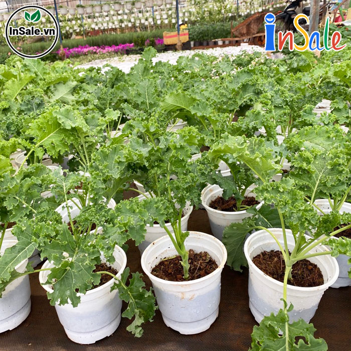 Cây Giống Cải Xoăn Kale