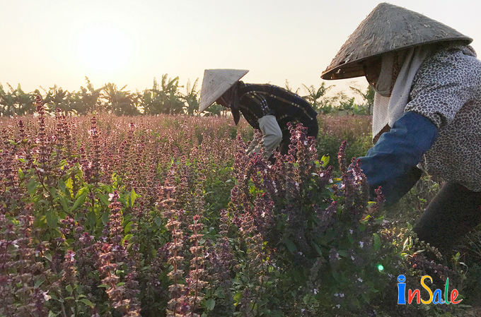 Húng quế trồng quy mô lớn