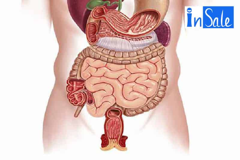 Những bộ phận trong lục phủ