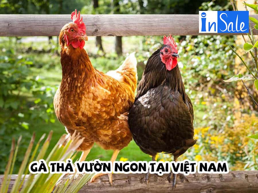 Các giống gà thả vườn ngon tại Việt Nam