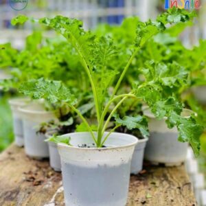 Cây giống cải xoăn Kale lớn