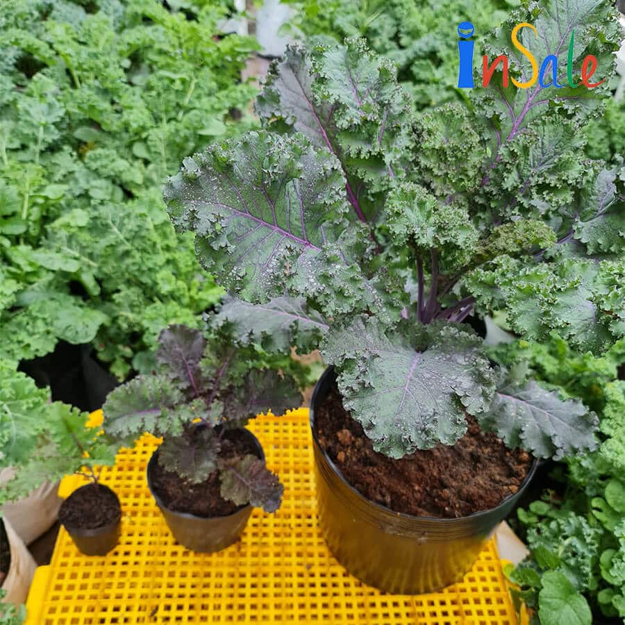 Cây giống Kale tím F1 của InSale