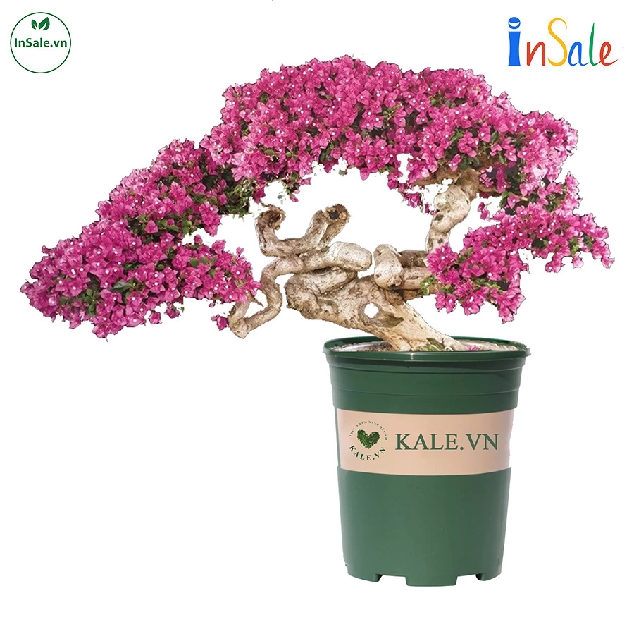 Chậu hoa giấy trồng bằng chậu Kale 5 gallon