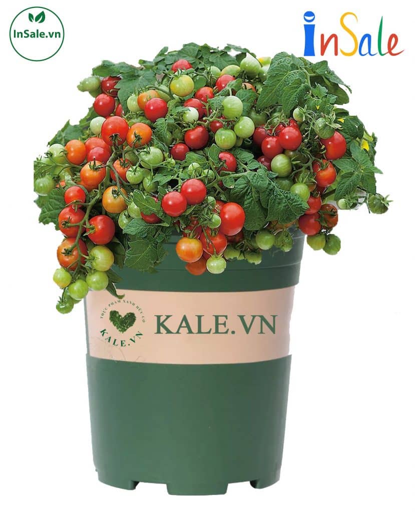 Chậu Kale 5 gallon trồng cà chua