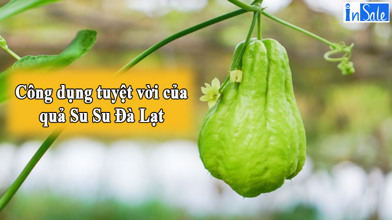 lợi ích ấn tượng của quả su su Đà Lạt