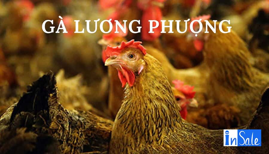 Gà Lương Phượng là giống gà ngoại có chất lượng thịt khá ngon