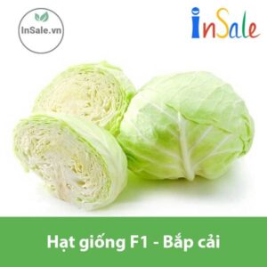 Hat giong F1 Bap cai