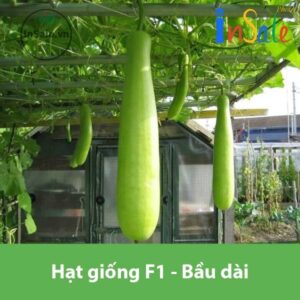 Hat giong F1 Bau dai