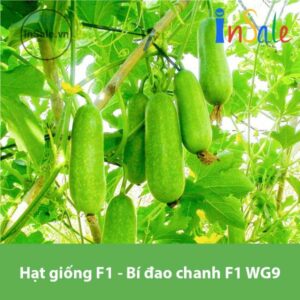 Hat giong F1 Bi dao chanh F1 WG9