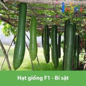 Hat giong F1 Bi sat