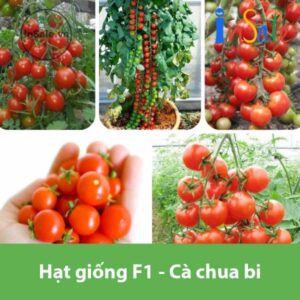 Hat giong F1 Ca chua bi