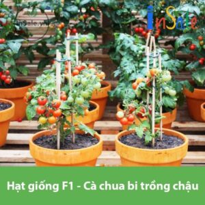 Hat giong F1 ca chua bi trong chau