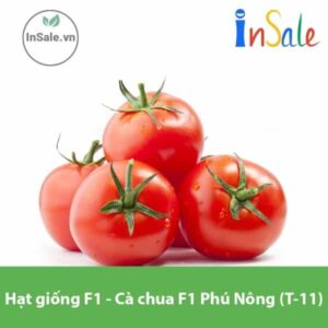 Hat giong F1 Ca chua F1 Phu Nong T 11