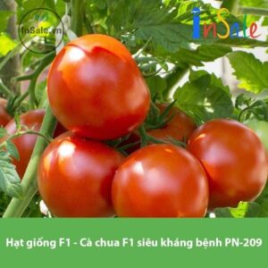 Hat giong F1 Ca chua F1 sieu khang benh PN 209