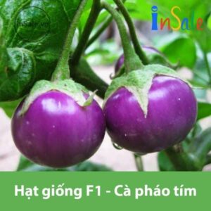 Hat giong F1 Ca phao tim