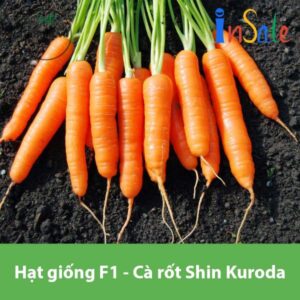 Hat giong F1 Ca rot Shin Kuroda