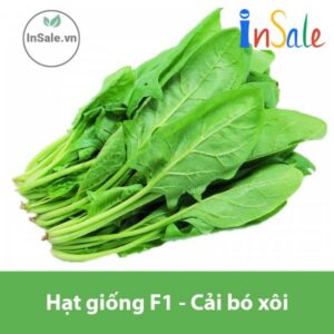 Hat giong F1 Cai bo