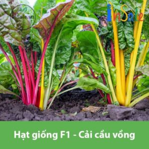 Hat giong F1 cai cau vong