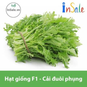 Hat giong F1 Cai duoi phung