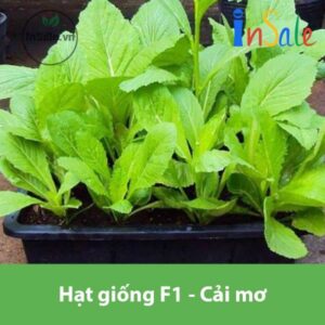 Hat giong F1 Cai mo