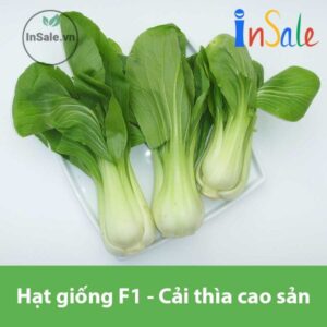 Hat giong F1 Cai thia cao san