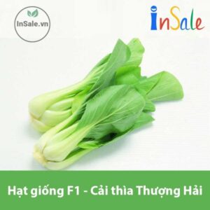 Hat giong F1 Cai thia Thuong Hai