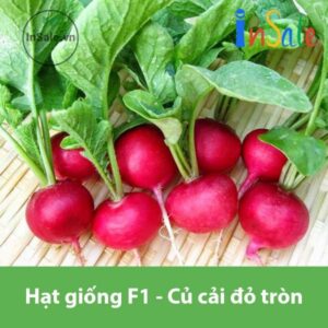 Hat giong F1 Cu cai do tron