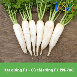 Hat giong F1 Cu cai trang F1 PN 700