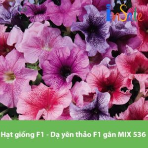 Hat giong F1 Da yen thao F1 gan MIX 536