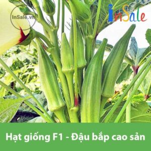 Hat giong F1 Dau bap cao san