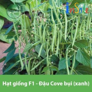 Hat giong F1 Dau Cove bui