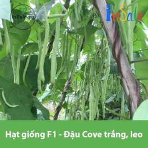 Hat giong F1 Dau Cove trang leo