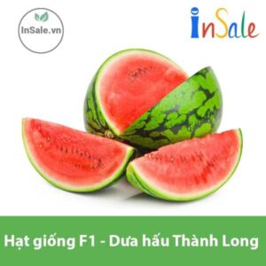 Hat giong F1 Dua hau Thanh Long