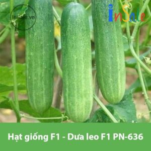 Hat giong F1 Dua leo F1 PN 636