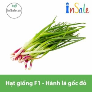 Hat giong F1 hanh la goc do