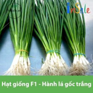 Hat giong F1 hanh la goc trang