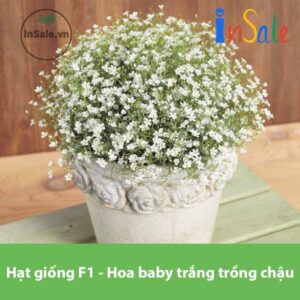 Hat giong F1 Hoa baby trang trong chau