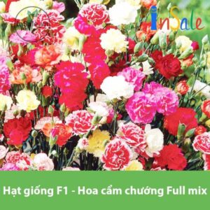 Hat giong F1 Hoa cam chuong Full