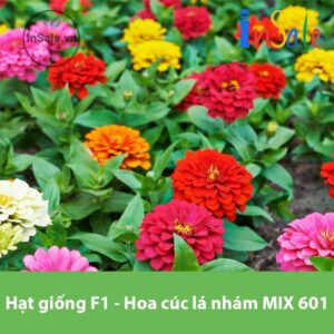 Hat giong F1 Hoa cuc la nham MIX 601